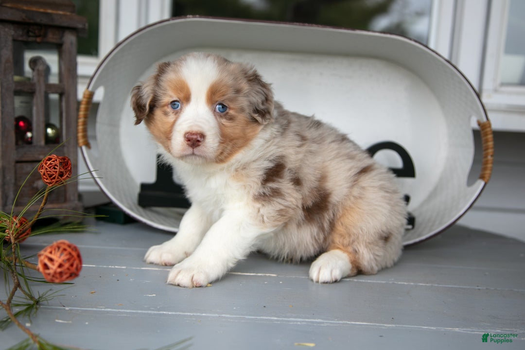 Australian Shepherd dogs for sale: Marky - Ad 3