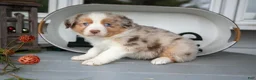 Australian Shepherd dogs for sale: Marky - Ad 3