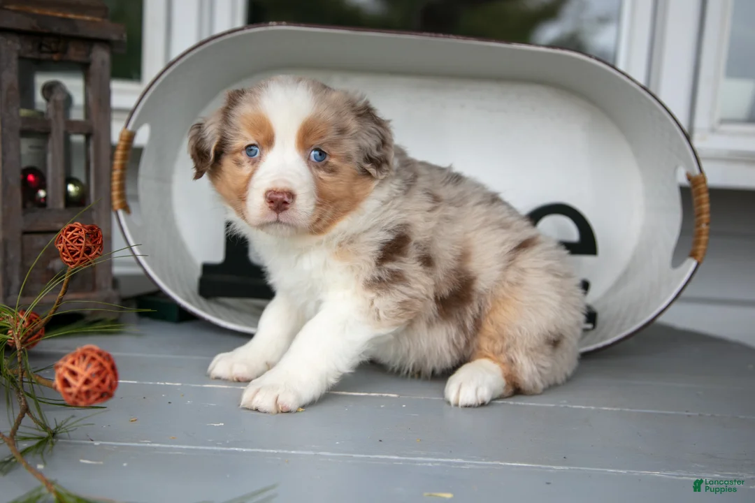 Australian Shepherd dogs for sale: Marky - Ad 3