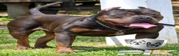 American Bully dogs for sale: American Bully 2 - Ad 3
