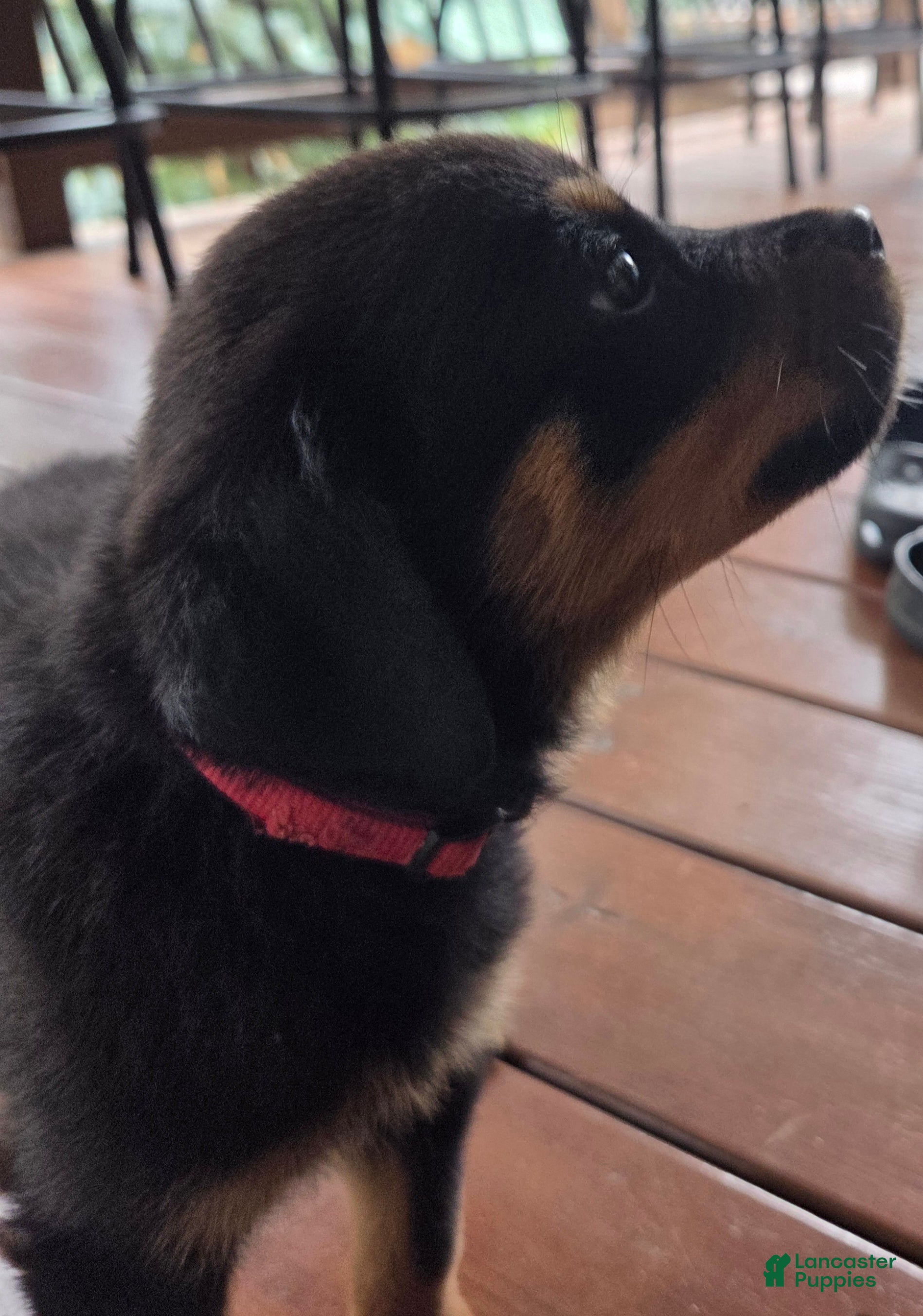 Rottweiler dogs Brooklynn - Ad 1