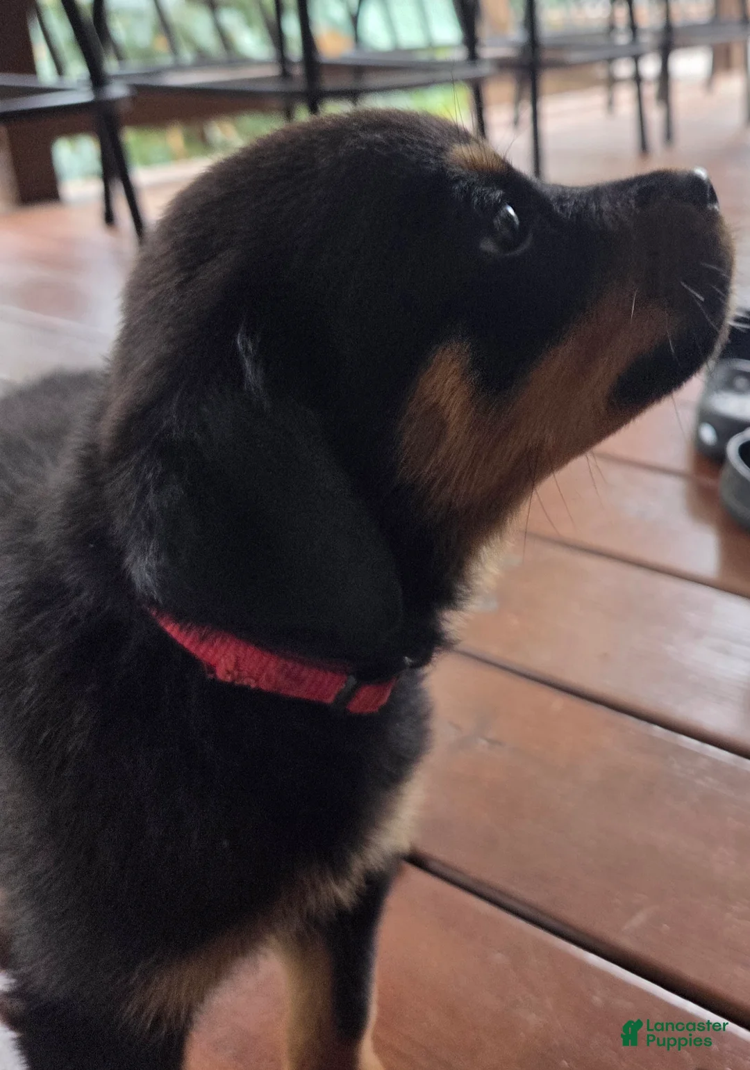 Rottweiler dogs for sale: Brooklynn - Ad 1