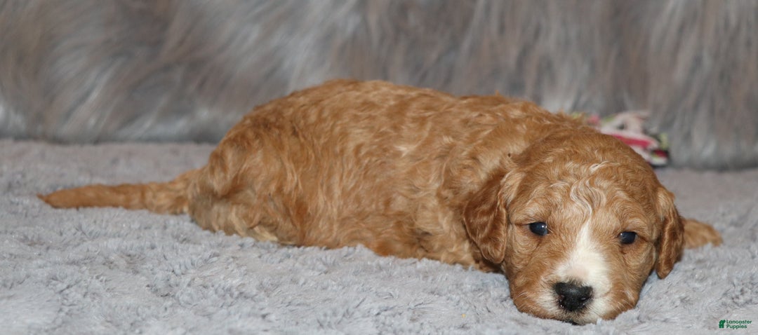 Mini Goldendoodle dogs for sale: Wendy 🌷👨‍👨‍👧‍👦💞🐕 - Ad 17