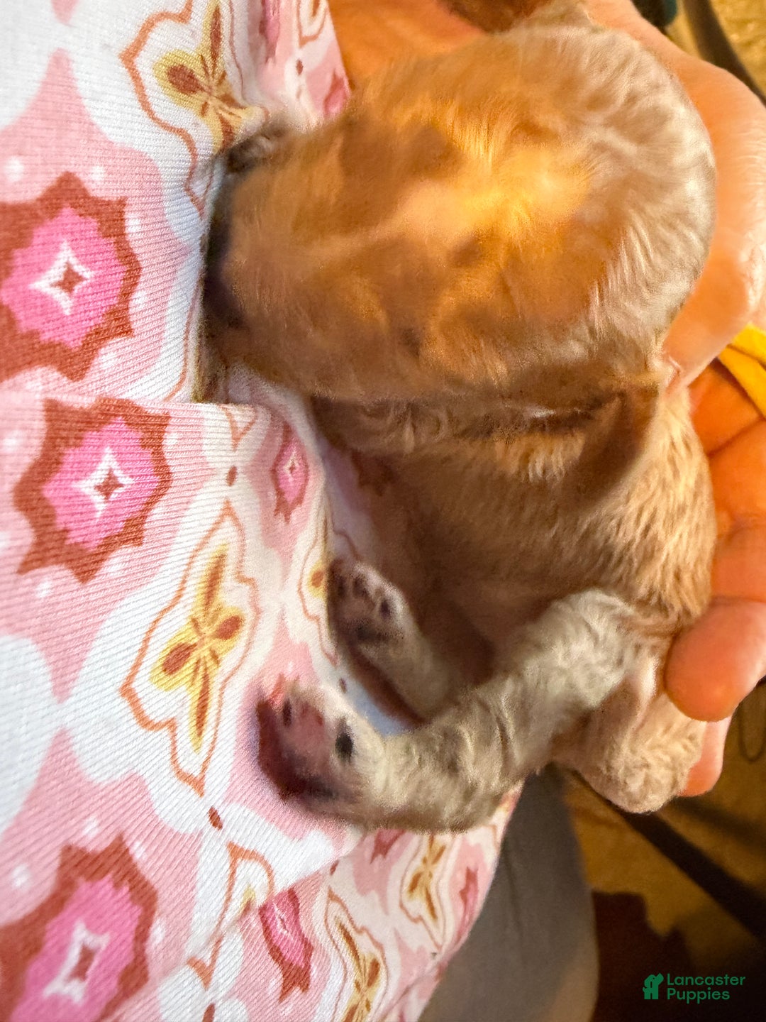 Miniature Poodle dogs for sale: AKC Miniature Poodle Puppy Yellow - Ad 3