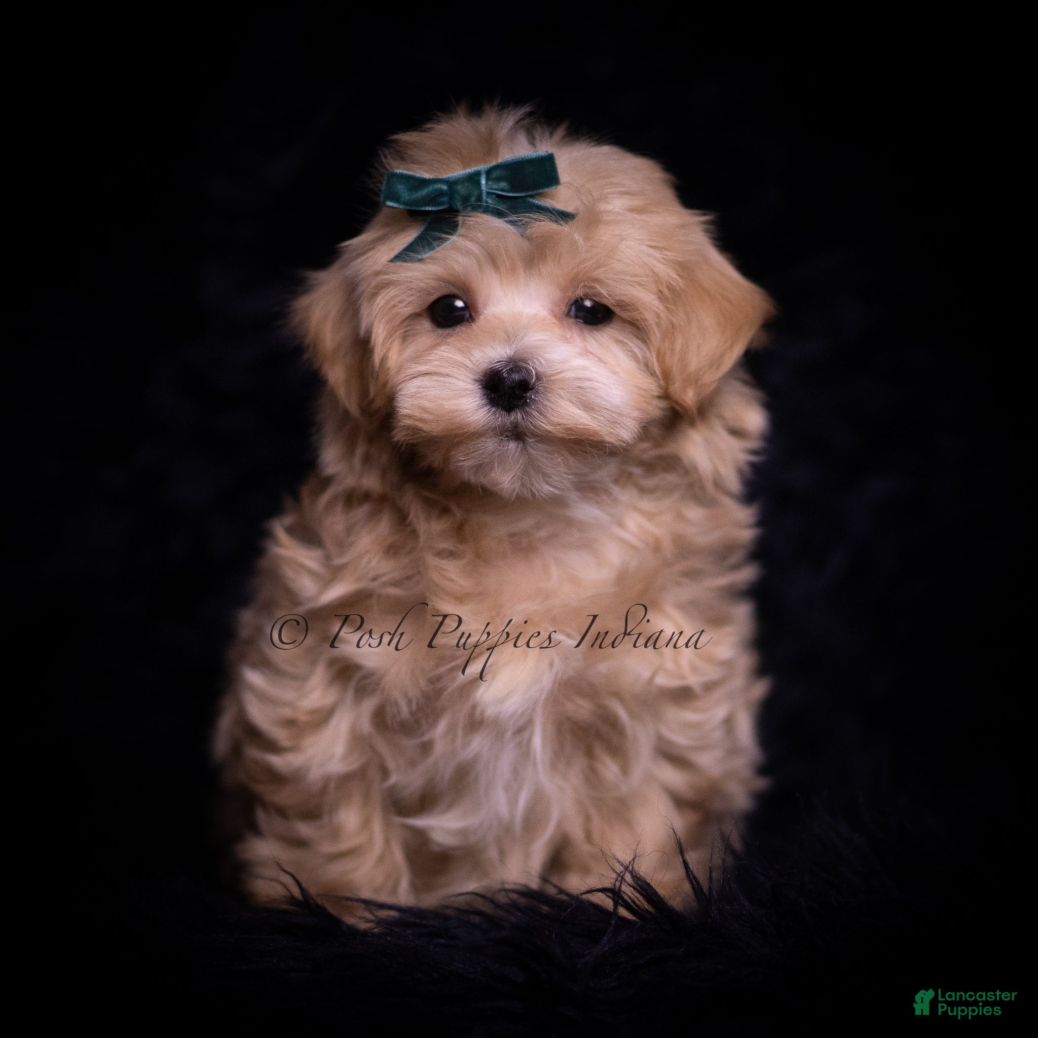 Maltipoo dogs Skippie - Ad 35