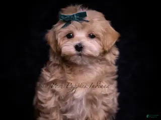 Maltipoo dogs Skippie - Ad 35