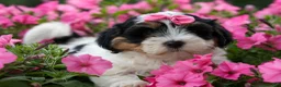 Teddy Bear dogs for sale: TINA - Ad 4