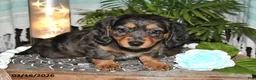 Dachshund dogs for sale: Rila - Ad 3