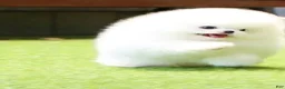 Pomeranian dogs for sale: Bori - Ad 5