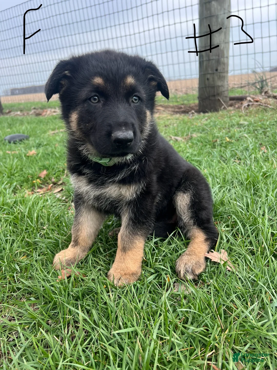 German Shepherd dogs for sale: German Shepherd Puppy 1 - Ad 2