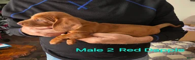 Miniature Dachshund 2