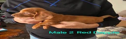Miniature Dachshund dogs for sale: Miniature Dachshund 2 - Ad 1