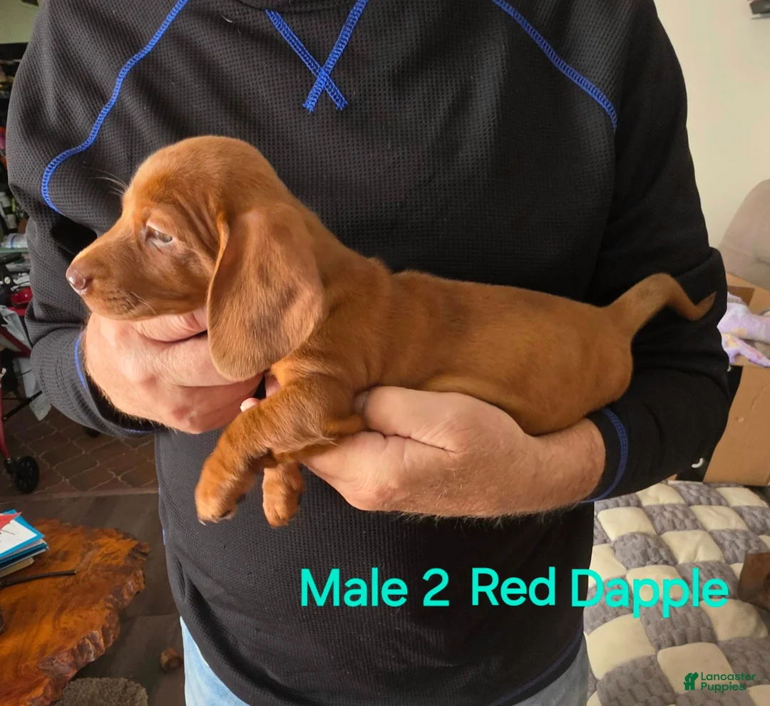 Miniature Dachshund dogs for sale: Miniature Dachshund 2 - Ad 1