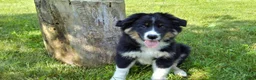 Australian Shepherd dogs for sale: Skip - Ad 5