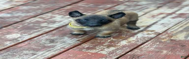 Belgian Malinois Puppy 1