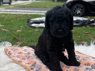 Sheepadoodle dogs - Ad 17