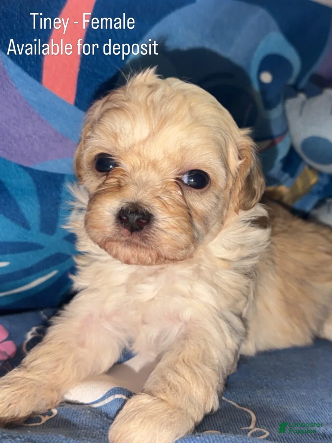 Teddy Bear dogs for sale: Teddy Bear - Tiney - Ad 1