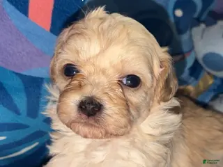 Teddy Bear dogs for sale: Teddy Bear - Tiney - Ad 1