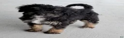Bernedoodle dogs for sale: Remi - Ad 6