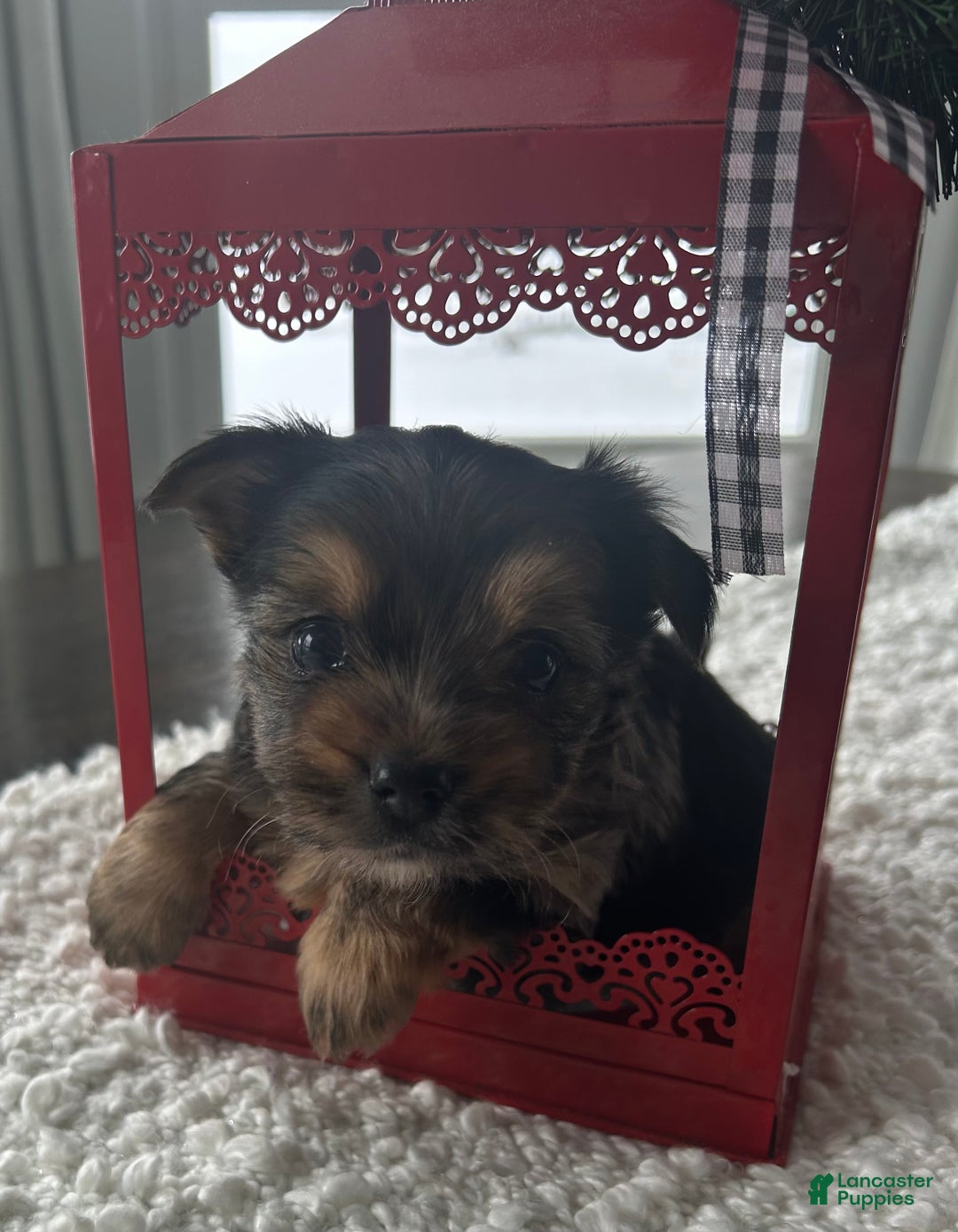 Yorkshire Terrier dogs for sale: Gizmo - Ad 1