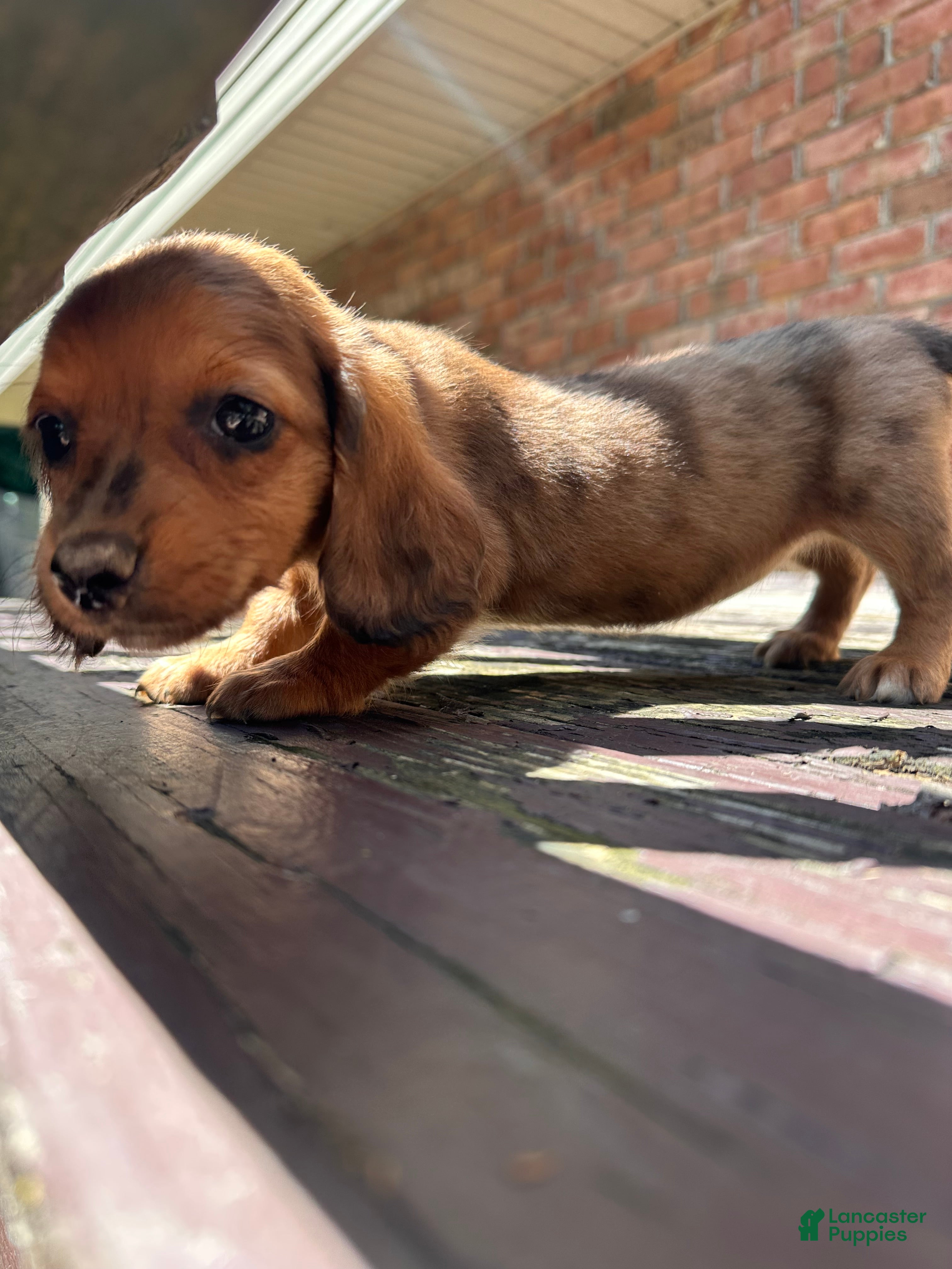 Dachshund dogs Female Four - Ad 2