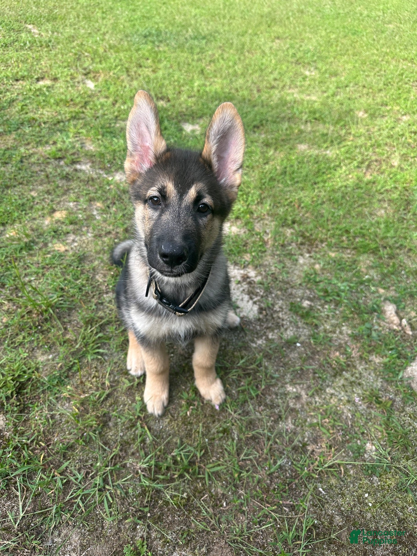 Gerberian Shepsky dogs Apollo - Ad 20