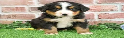 Bernese Mountain Dog dogs for sale: Stockings  - Ad 15