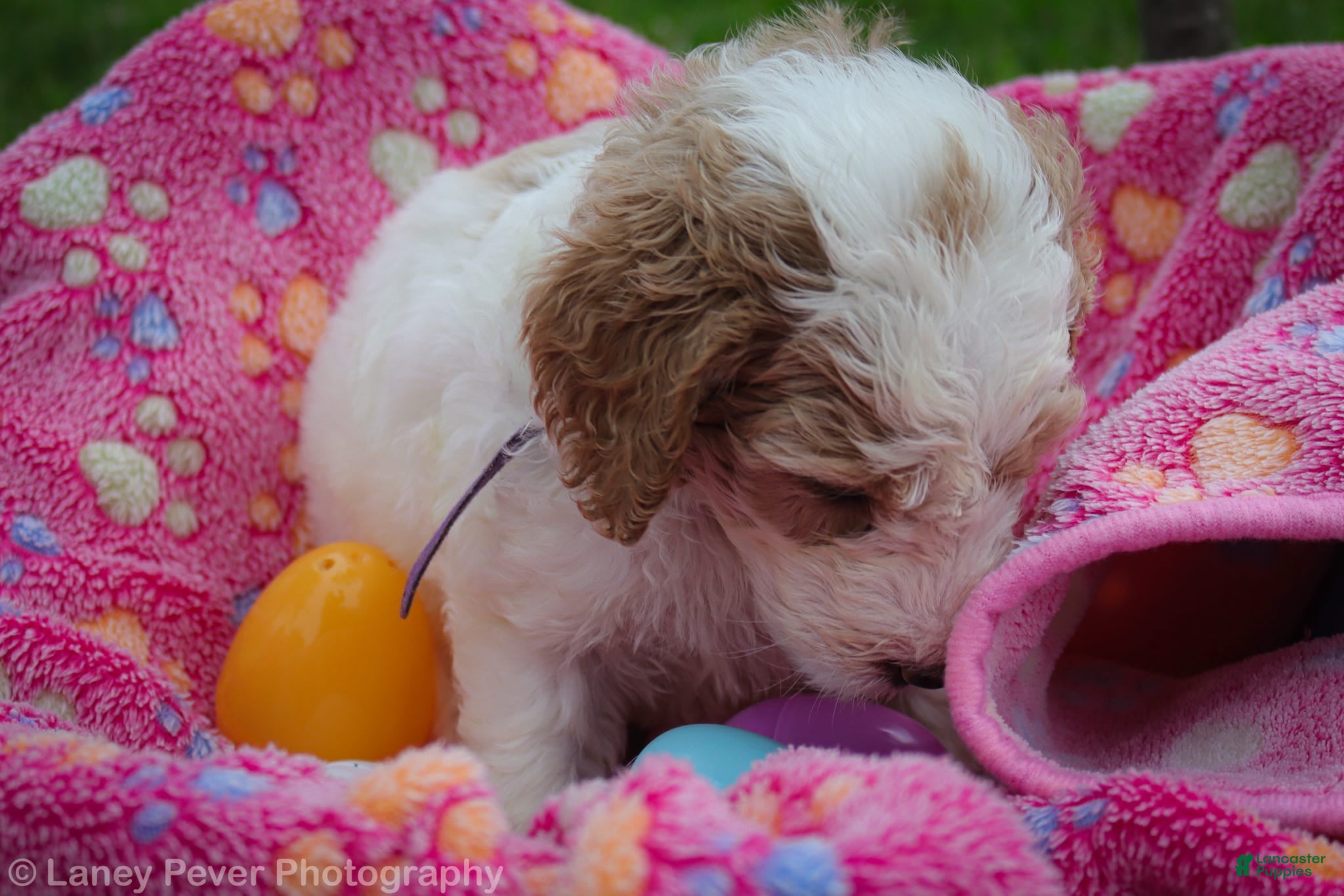 Goldendoodle dogs Miss Purple - Ad 2