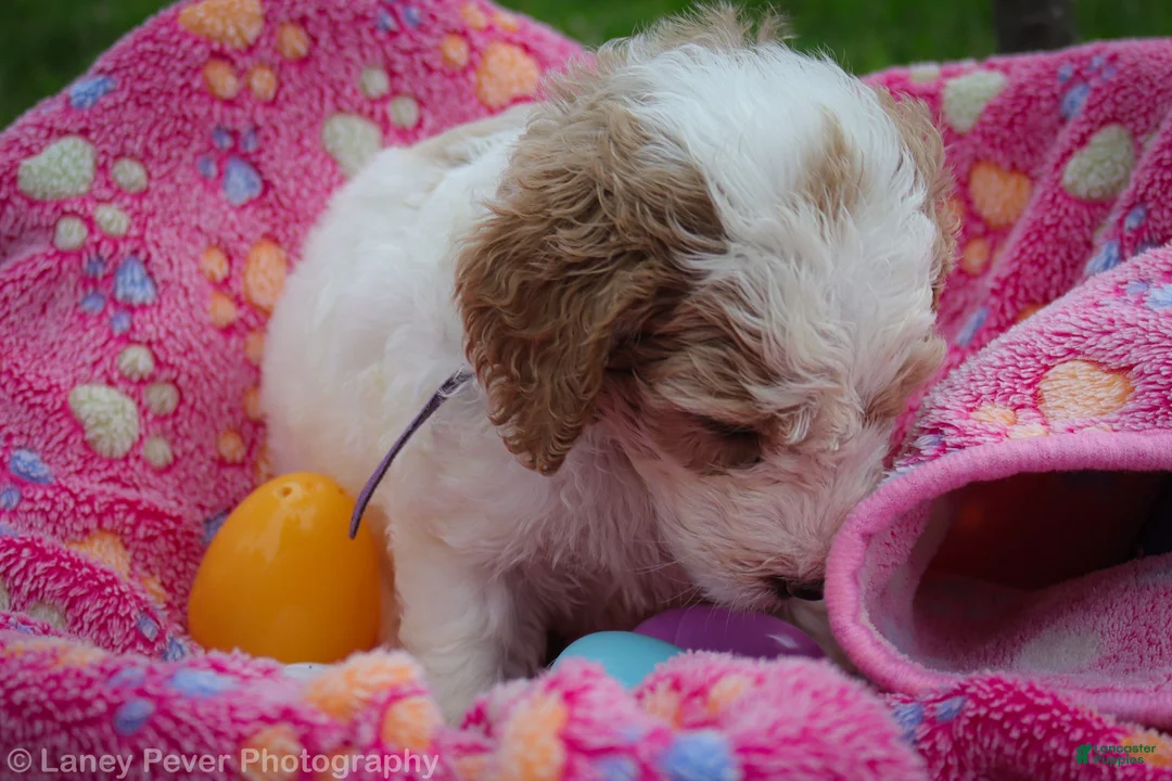 Goldendoodle dogs for sale: Miss Purple - Ad 2
