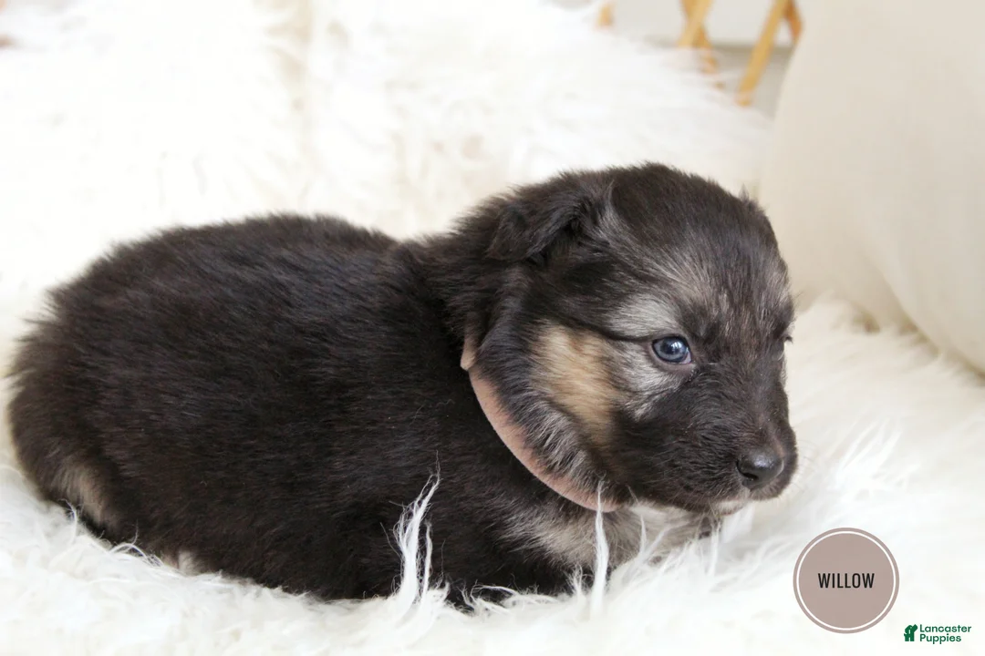 Mixed Breed dogs for sale: Willow  - Ad 2
