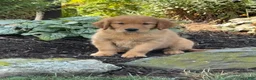 Golden Retriever dogs for sale: Kitty - Ad 2