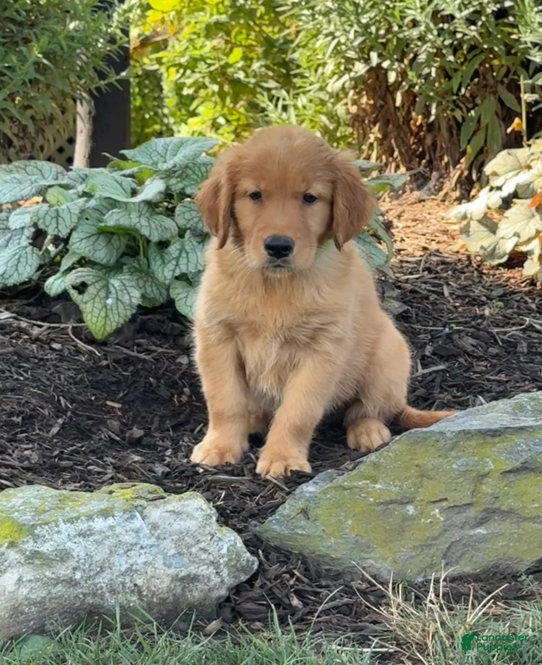 Golden Retriever dogs for sale: Kitty - Ad 2