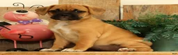 Puggle dogs for sale: Ivy - Ad 5