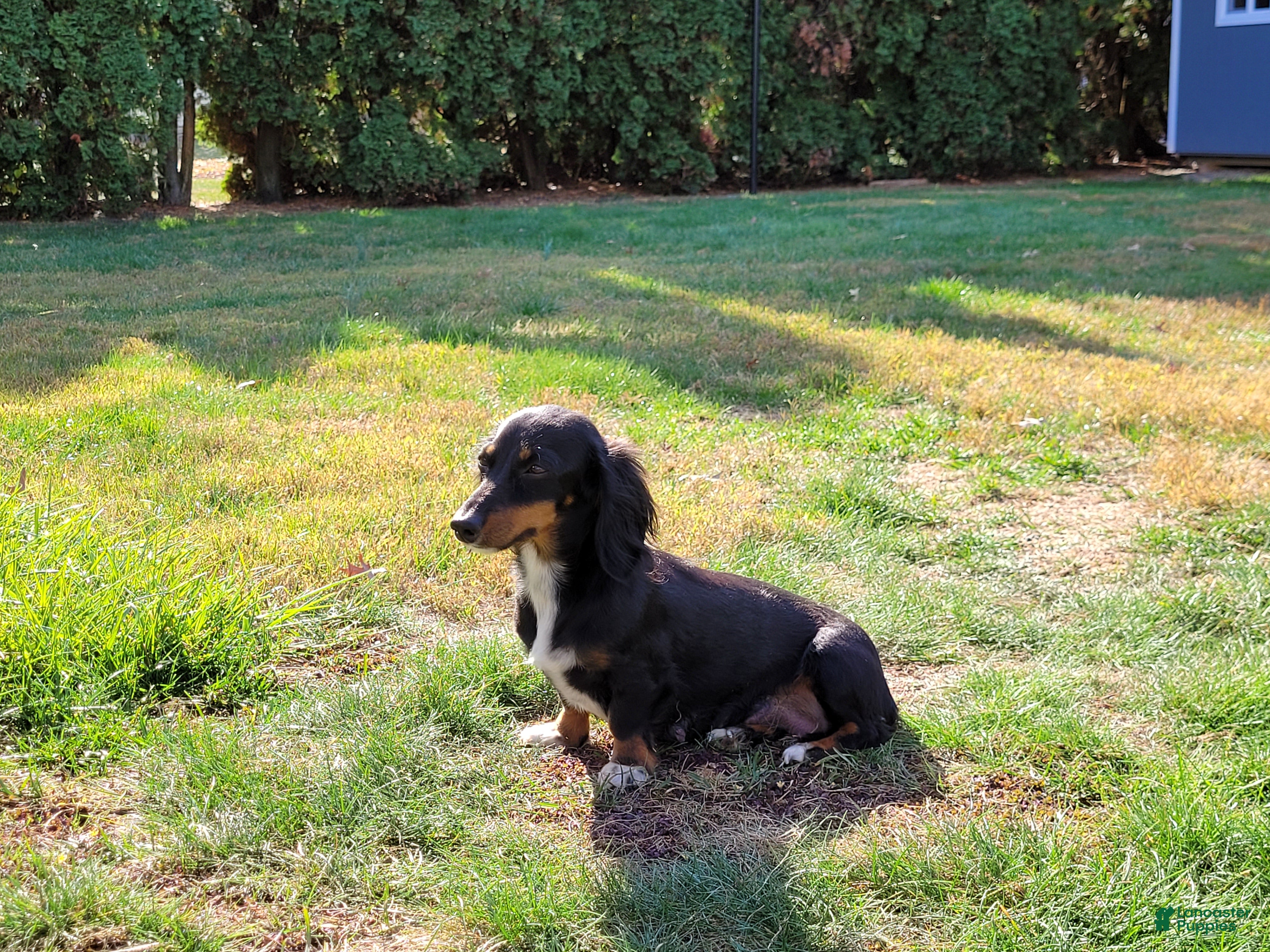 Miniature Dachshund dogs Remi - Ad 2