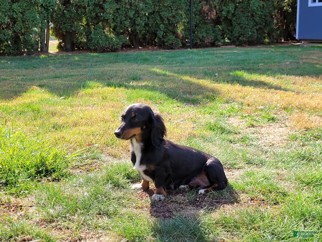 Miniature Dachshund dogs for sale: Milo - Ad 12