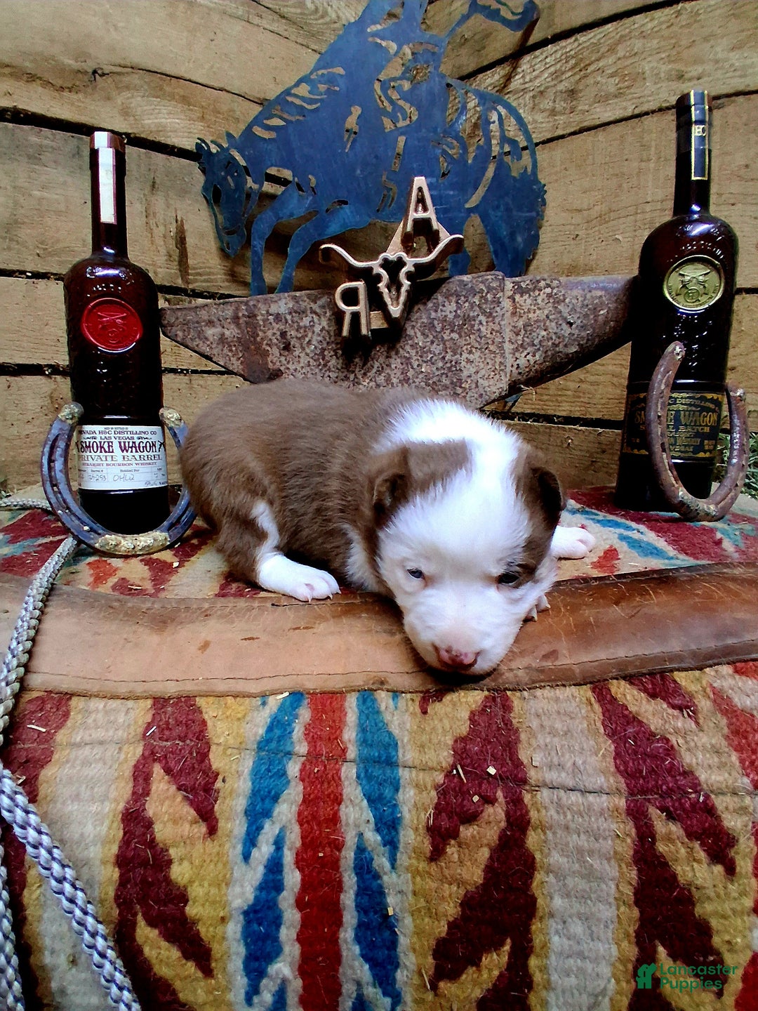 Border Collie dogs for sale: Border Collie Puppy 3 - Ad 2