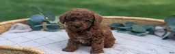 Toy Poodle dogs for sale: Cash - Ad 5