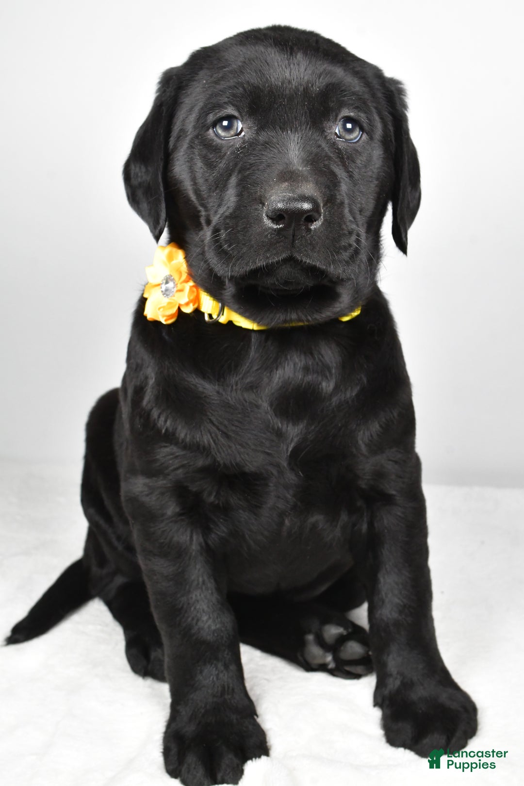 Labrador Retriever dogs for sale: Nellie - Ad 6