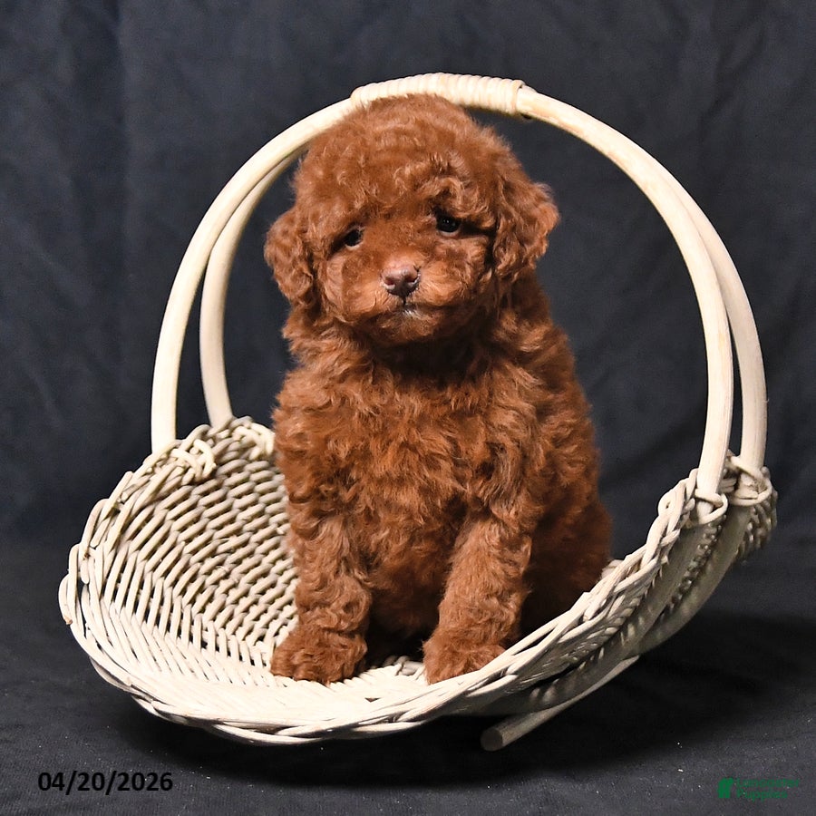 Toy Poodle dogs Zoey - Ad 2