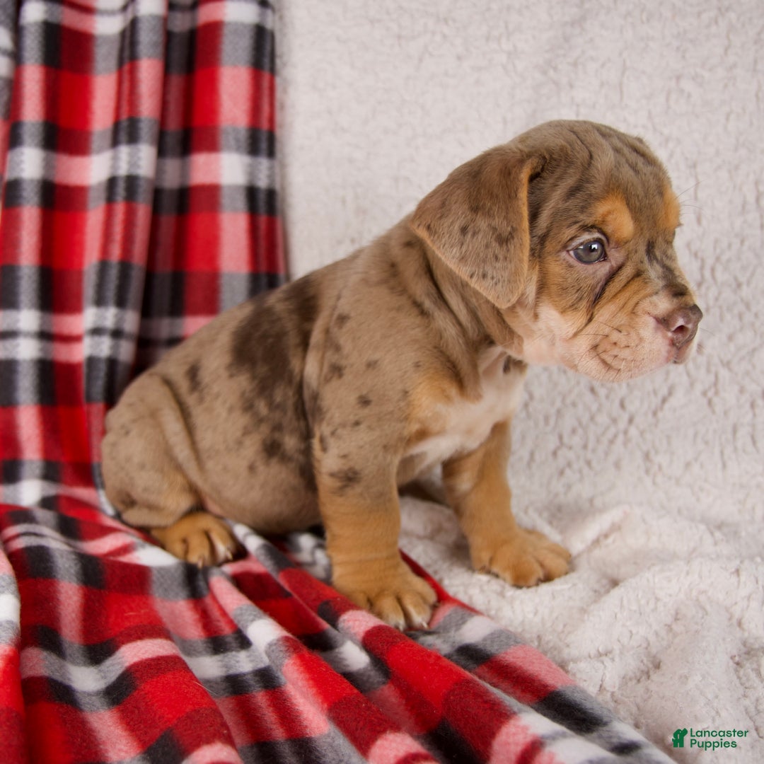 Mixed Breed dogs for sale: Midnight - Ad 5