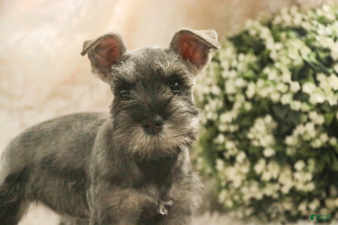 Miniature Schnauzer dogs for sale: Mario - Ad 5