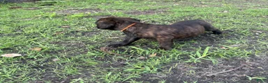 Cane Corso Puppy 7