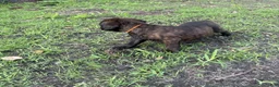 Cane Corso dogs for sale: Cane Corso Puppy 7 - Ad 1