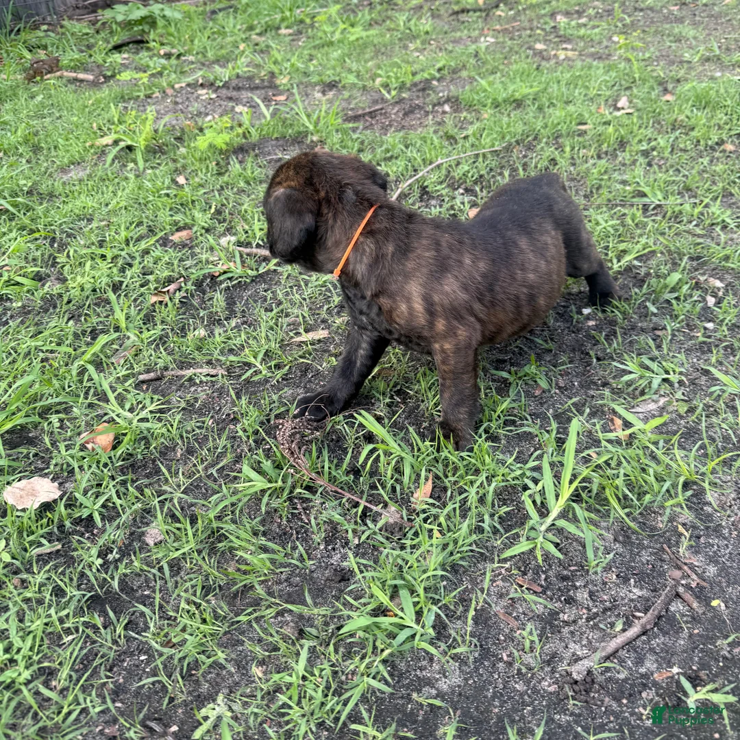 Cane Corso dogs for sale: Cane Corso Puppy 7 - Ad 1