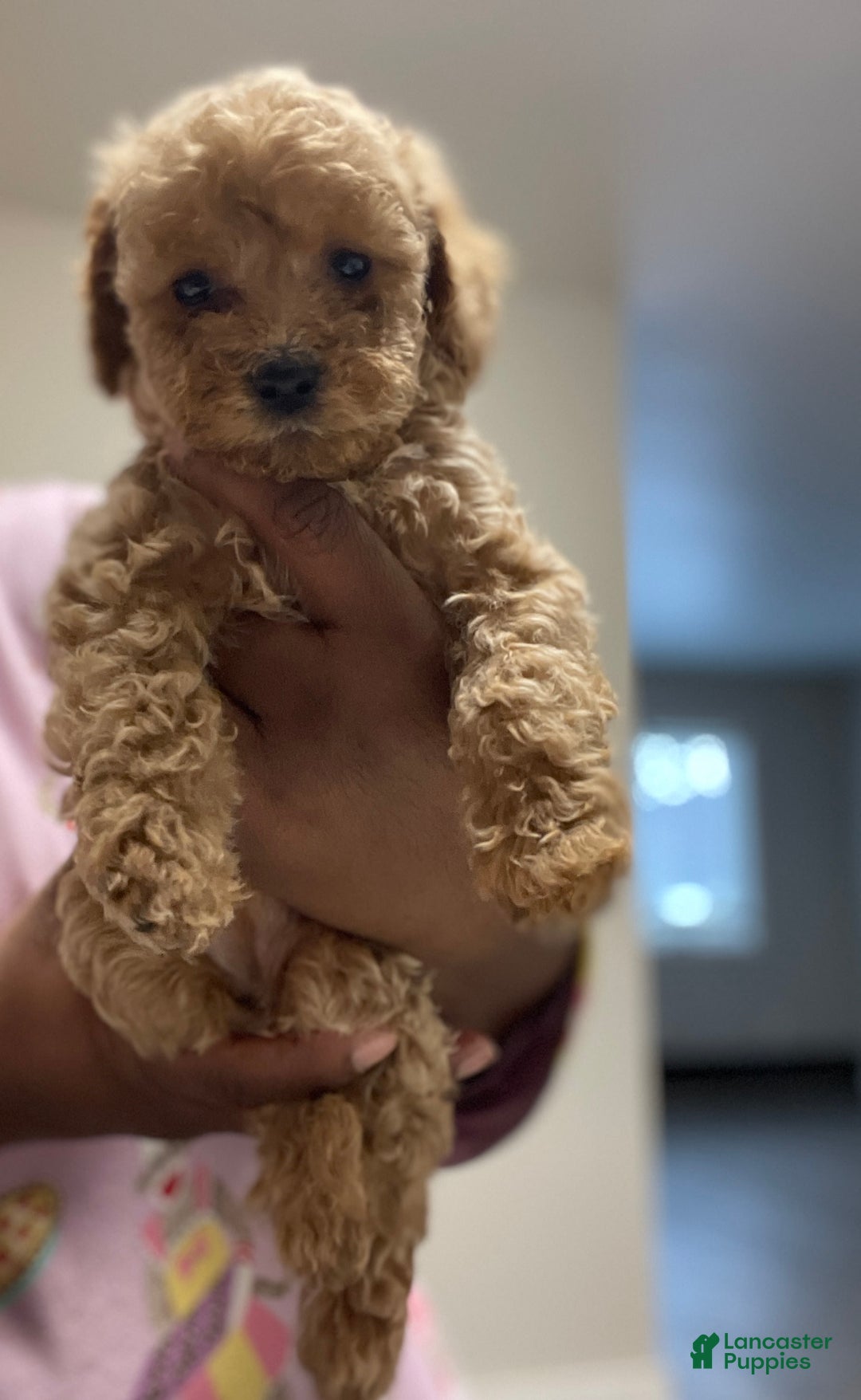 Gallery Image {{count}}