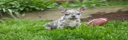 French Bulldog dogs for sale: Archie Beautiful Merle  Pup💙🐾 - Ad 3