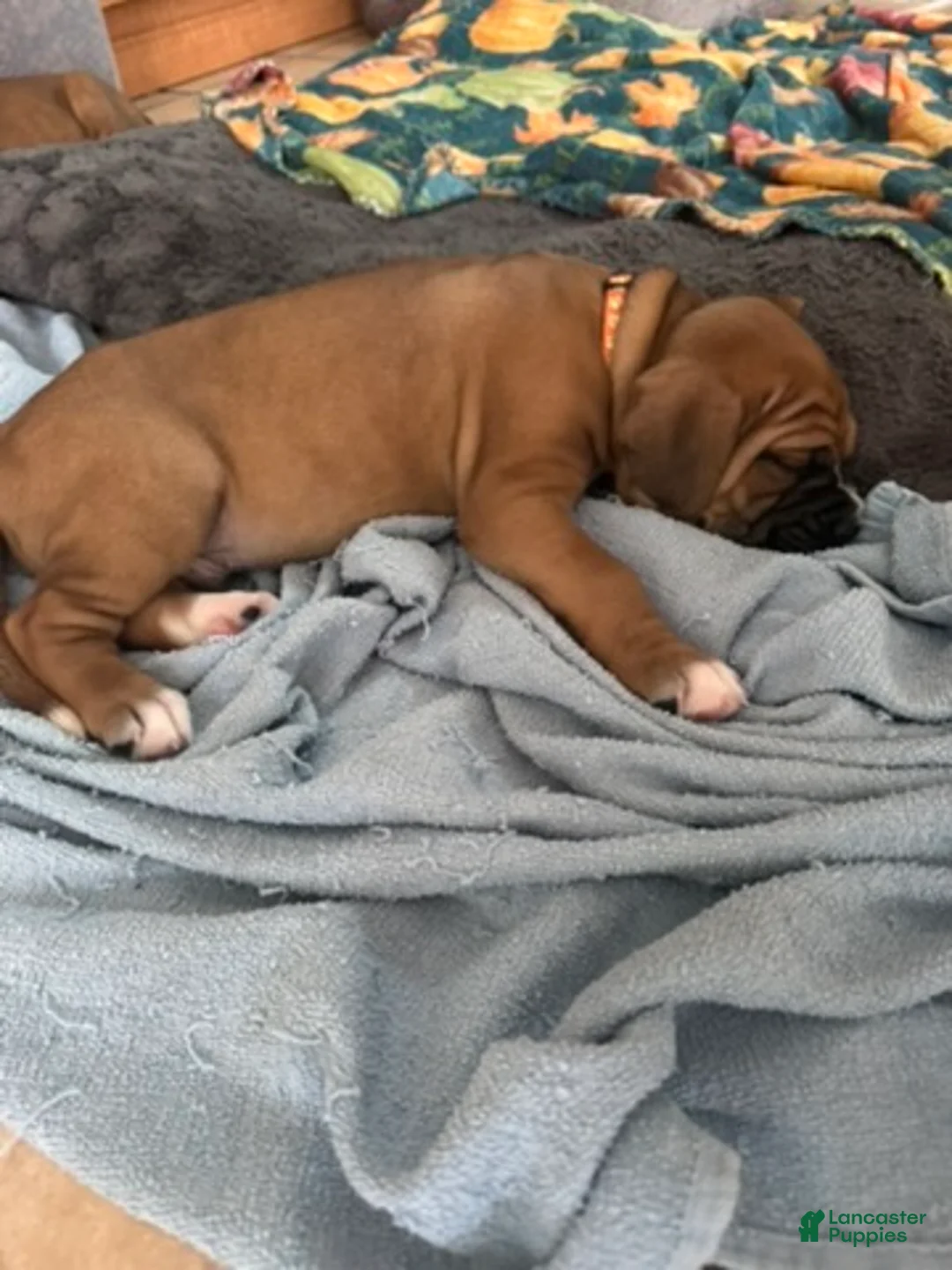 Boxer dogs for sale: Dennis - Ad 2