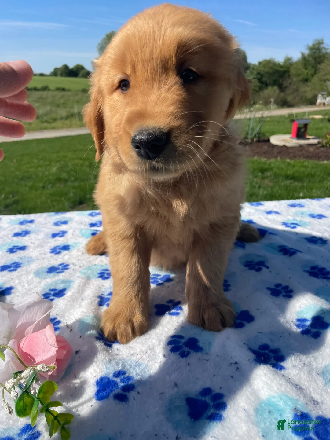 Golden Retriever dogs for sale: Buddy - Ad 1