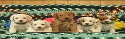 Mini Goldendoodle dogs for sale: Jolly Girl  - Ad 5