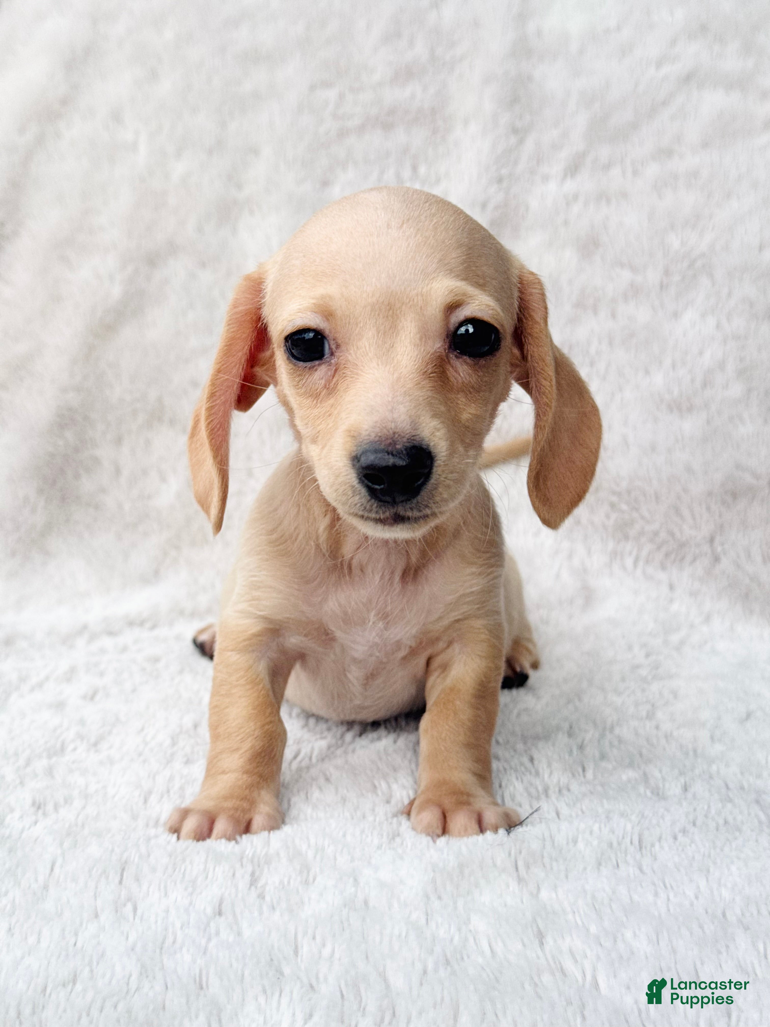 Miniature Dachshund dogs AKC Shorthair CREAM Girl Mini Dachshund - Ad 25